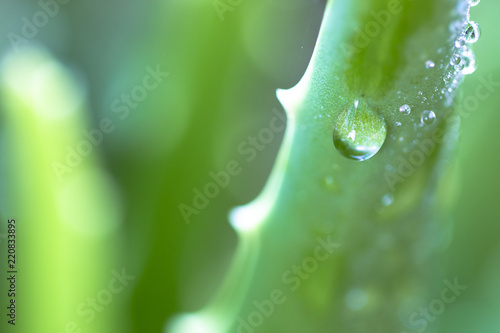 dew drop on aloe vera leave 