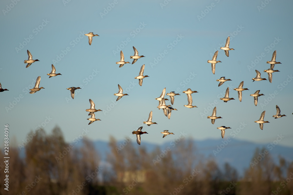 Flying wild flock of birds
