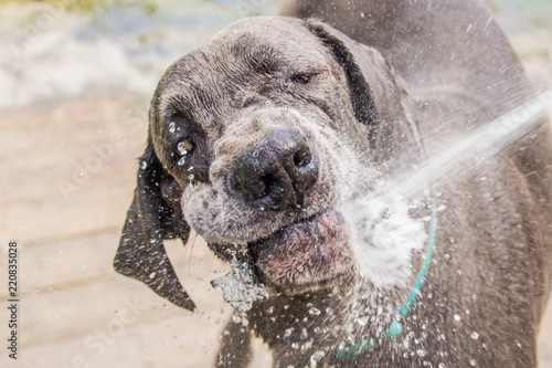Dog being hosed down with water, United States