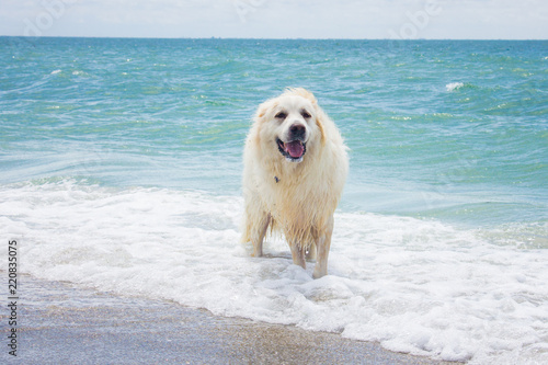 Great Pyrenees dog standing in ocean, United States photo