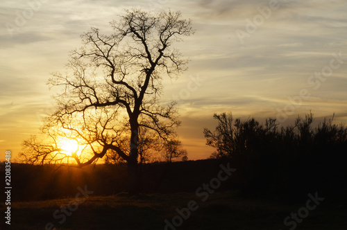Tree without leaves standing solitarily at sunset