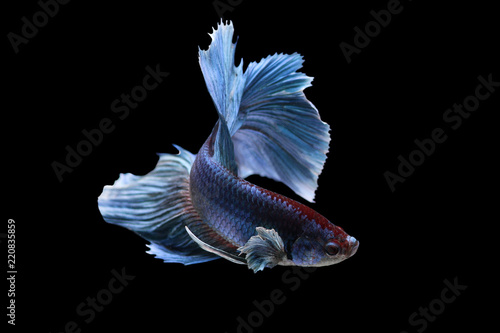 Close-up of a blue siamese fighting fish (Betta splendens) against a black background