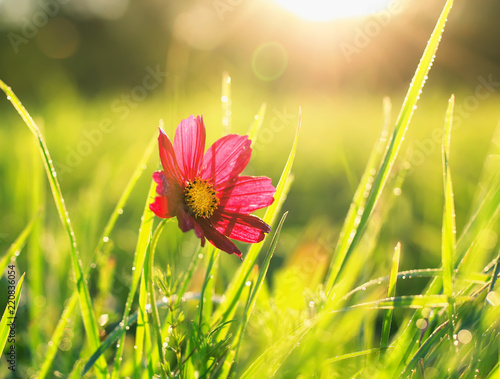 beautiful natural background with bright green grass in dew and red flower in...