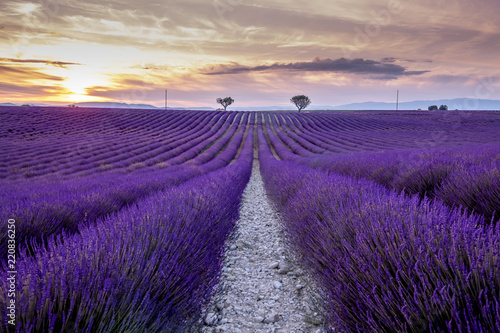 france lavender french