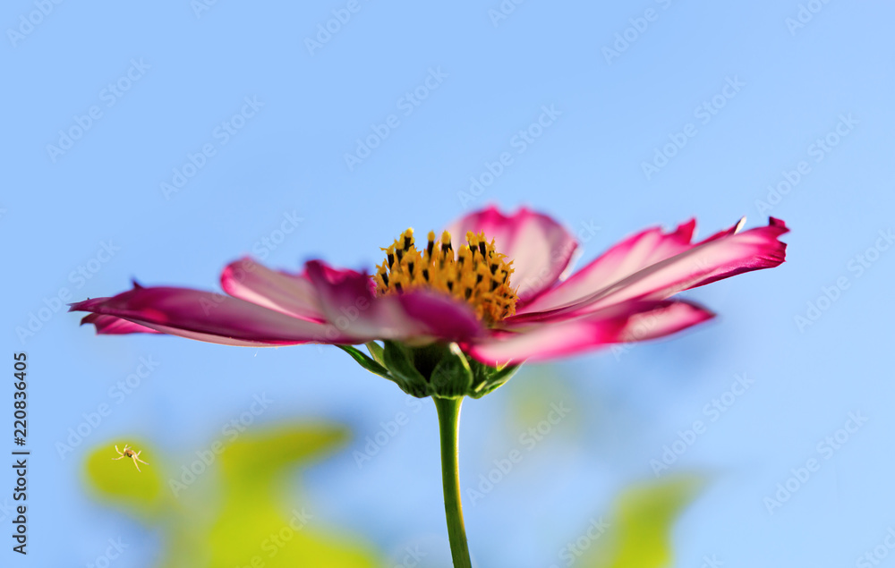Fototapeta premium Pink cosmos flower isolated on blue sky background.