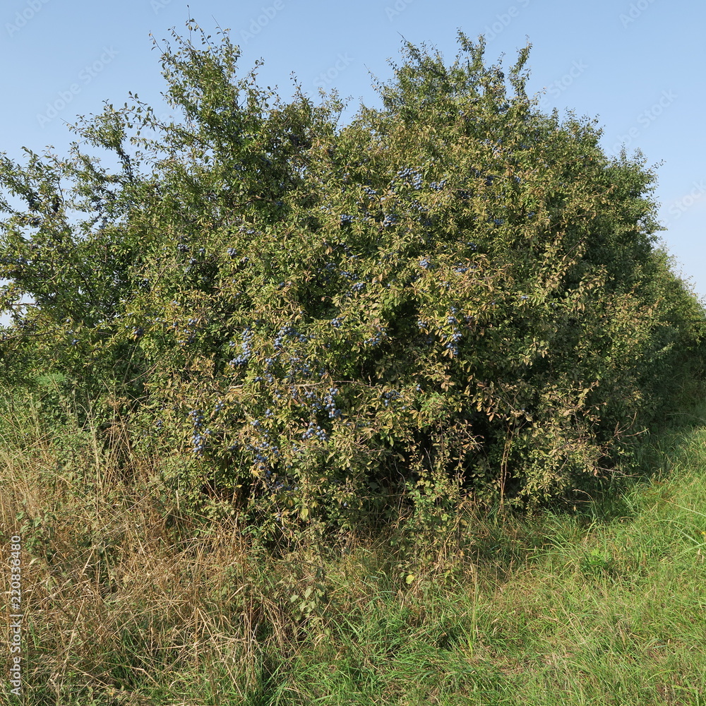 Prunus spinosa, blackthorn, blue autumn fruit, medicinal plant, popular as a jam, wine, liqueur Prunus spinosa, blackthorn, blue autumn fruit, medicinal plant, popular as a jam, wine, liqueur
