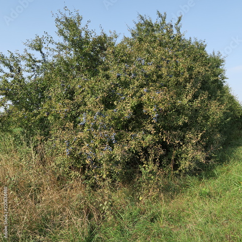 Prunus spinosa, blackthorn, blue autumn fruit, medicinal plant, popular as a jam, wine, liqueur