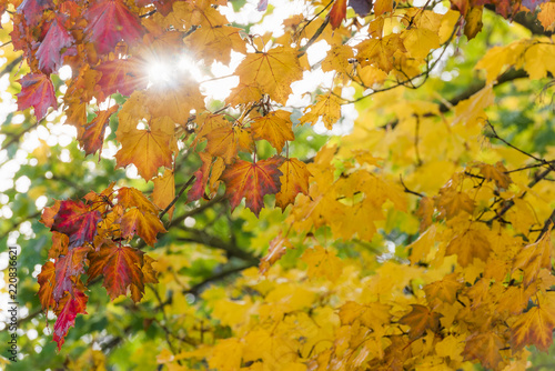 Sun shining through colorful autumn leaves