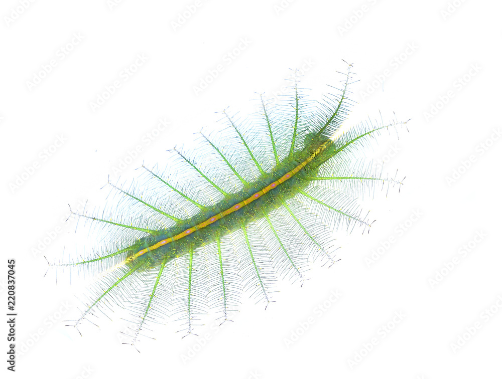 poison caterpillar isolated on white background