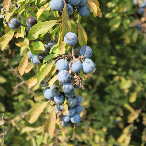 Fototapeta Naklejka Na Ścianę i Meble -  Prunus spinosa, blackthorn, blue autumn fruit, medicinal plant, popular as a jam, wine, liqueur