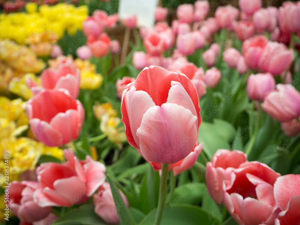Tulip flowers in Garden by the bay, Singapore Tulip flowers in Garden by the bay, Singapore