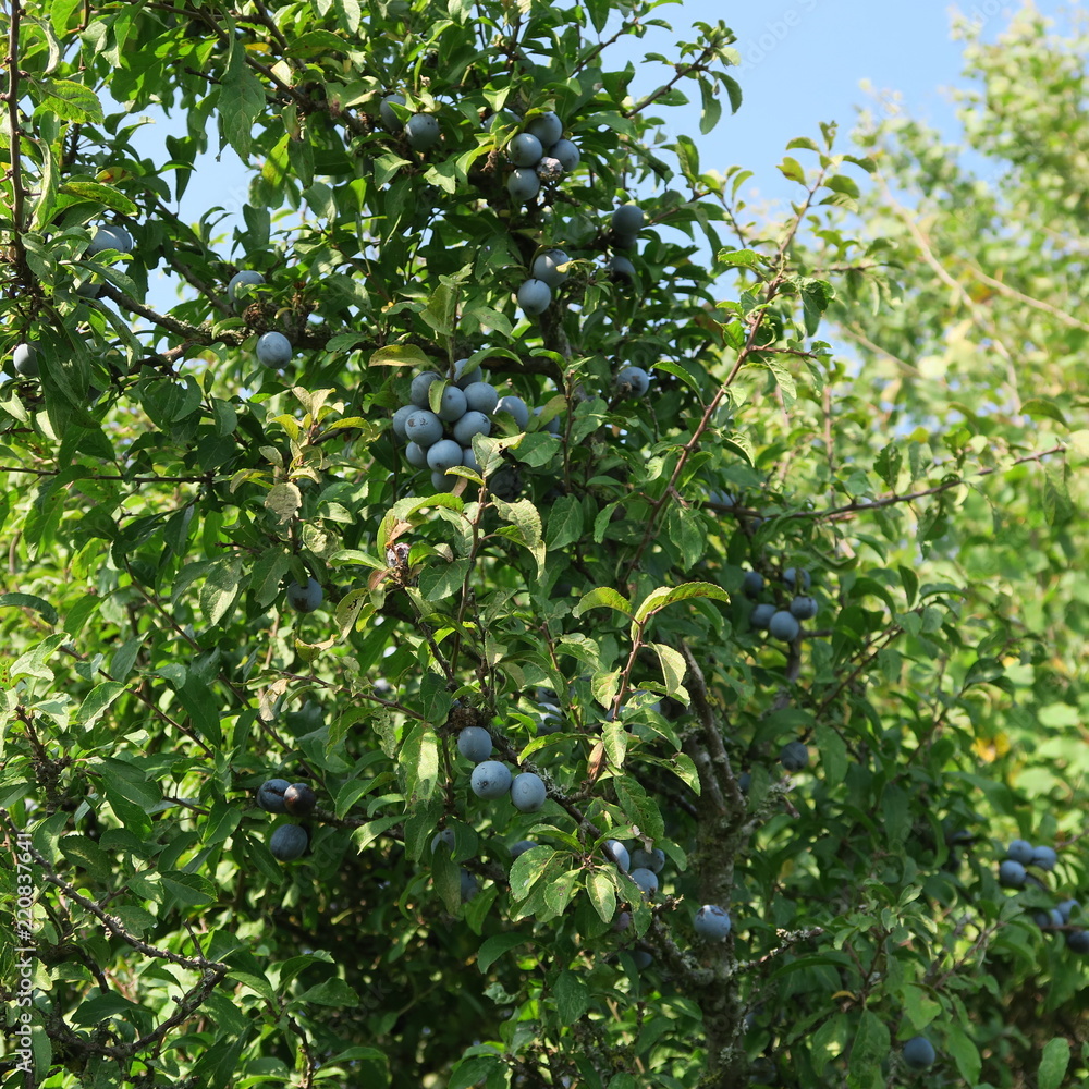 Prunus spinosa, blackthorn, blue autumn fruit, medicinal plant, popular as a jam, wine, liqueur