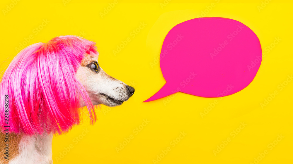 Adorable fashionable dog in pink wig on yellow background with pink speech balloon. fashionable hairstyle, hairdresser's services. Crazy bright kitsch concept.