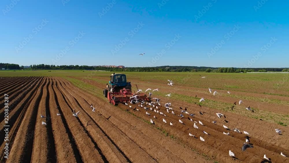 Agricultural work on a tractor farmer sows grain. Hungry birds are flying behind the tractor, and eat grain from the arable land. Agricultural work on a tractor farmer sows grain. Hungry birds are flying behind the tractor, and eat grain from the arable land.