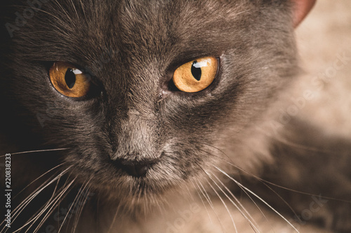 Fototapeta Naklejka Na Ścianę i Meble -  Cat head close up
