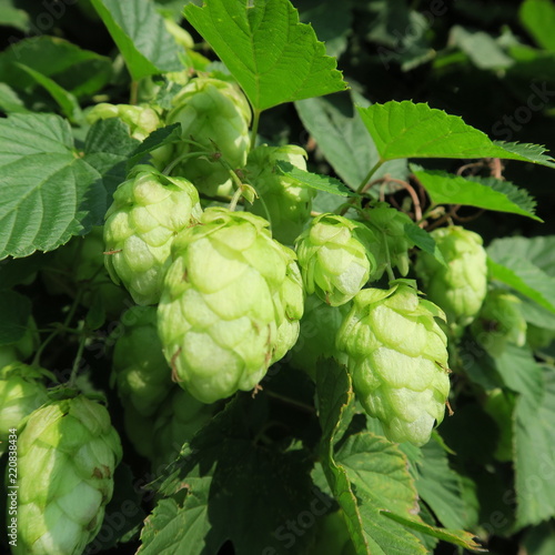 Humulus lupulus, hops, flowers for beer brewing