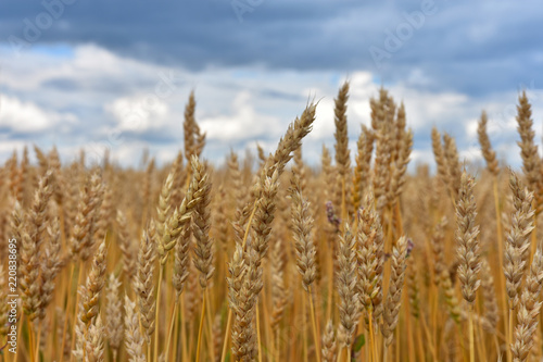 Golden Yellow Barley Crop