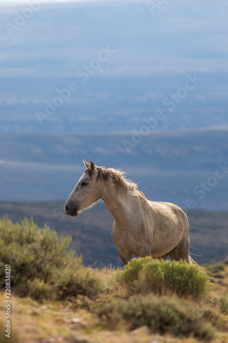 Beautiful Wild Horse in the Colorado High Desert