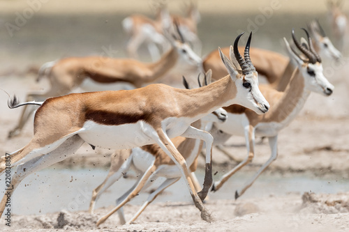 Herd of springbok running from a waterhole, Nxai Pan, Botswana