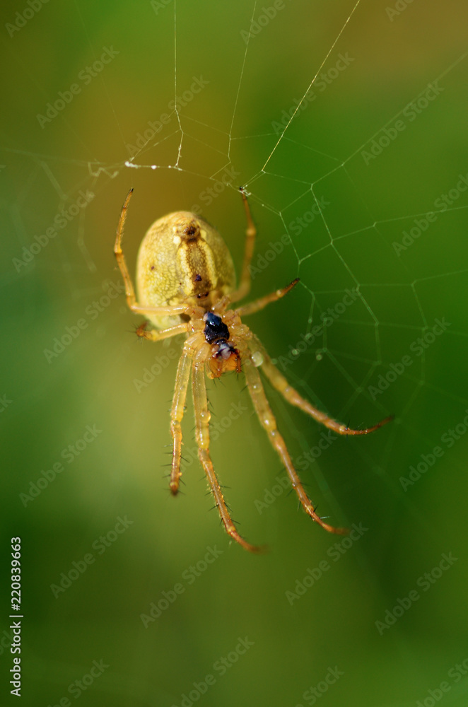 A spider knits a web. A spider knits a web.