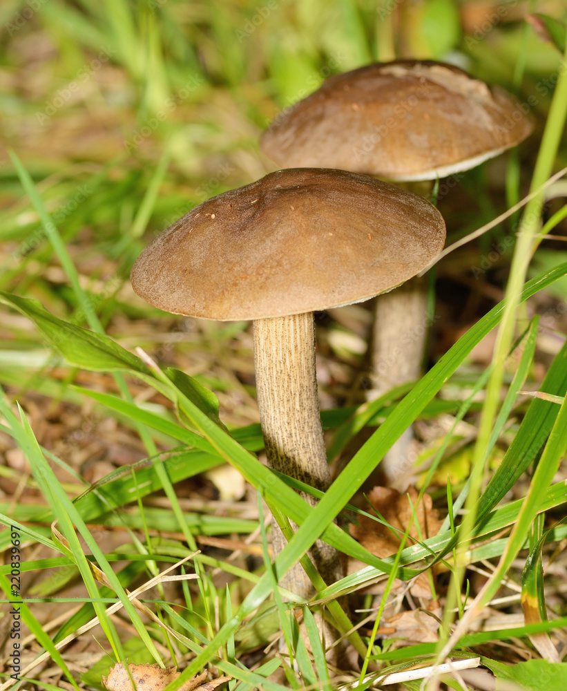 Brown cap boletus growing in the forest. Brown cap boletus growing in the forest.