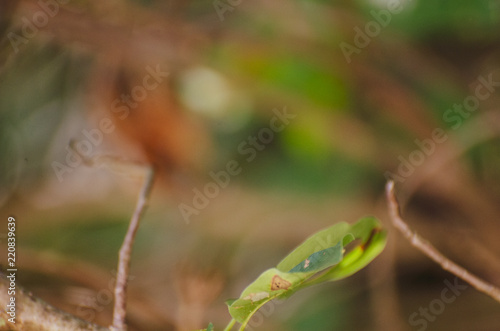 Nature