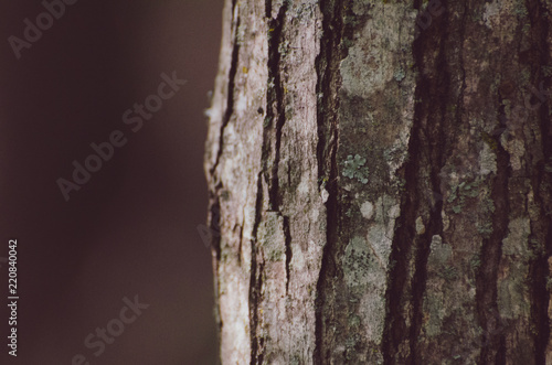 Mystery Tree