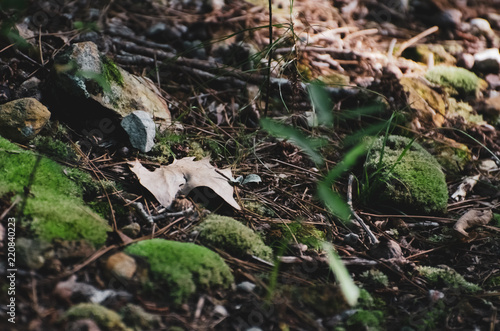 A walk in the woods