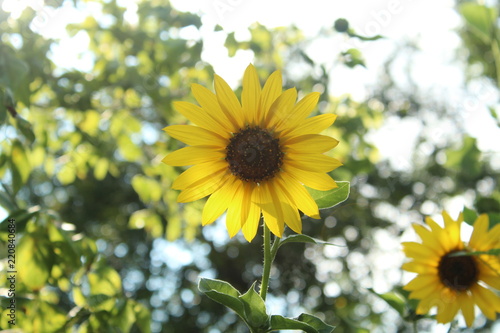 Centered sunflower in the shade