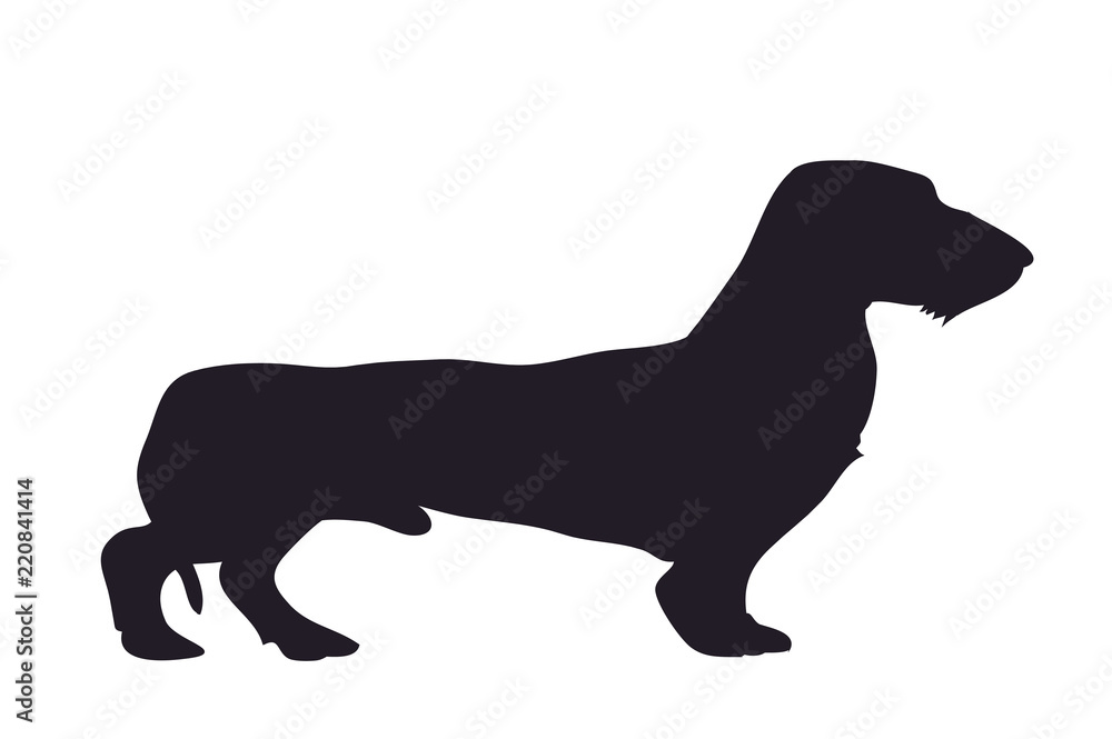 dog stands dachshund, silhouette, vector