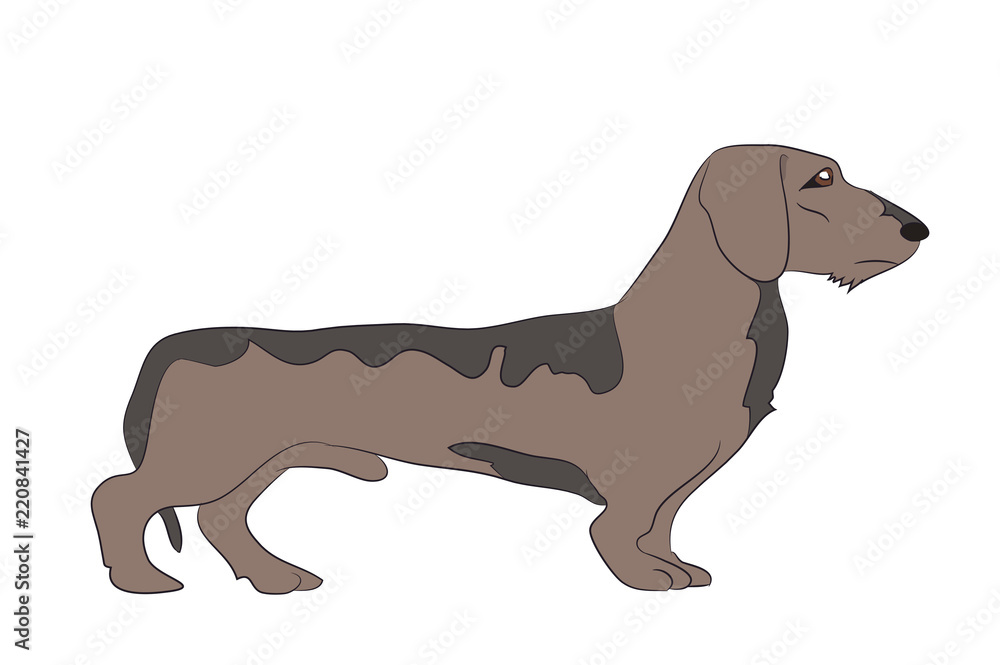 dog vector in the room dachshund
