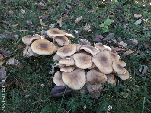 Mushroom Plant