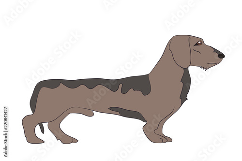 dog vector in the room dachshund