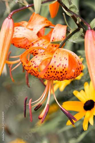 Taglilien Blüte (Day Lily) Tiger-Lilie (Lilium lancifolium, Synonym: Lilium tigrinum) photo