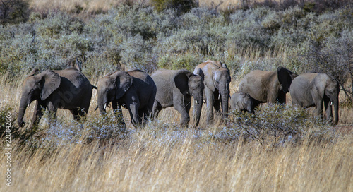 Herd of elephants with elephant calves, South Africa