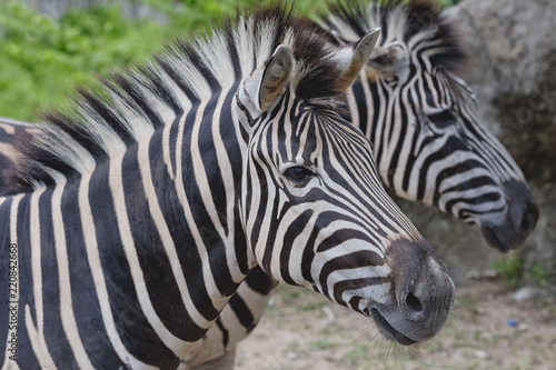 Fototapeta Naklejka Na Ścianę i Meble -  Zebras standing close together