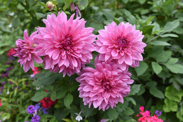 Keuken achterwand Dahlia Roze dahlia met groene knoppen  © JFBRUNEAU