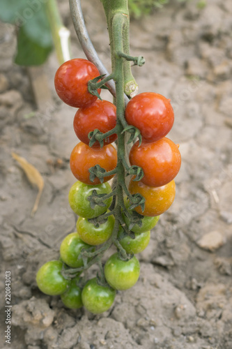 Cherry tomatoes ripening on vine in different stages from green to red growing in vegetable garden soil