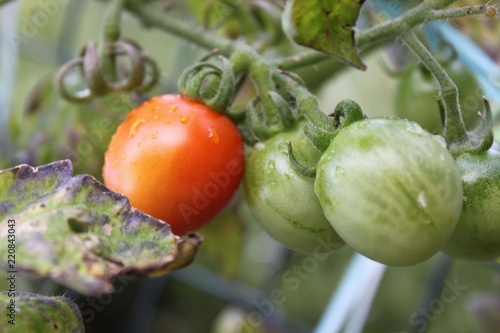 Pomodoro piccadilly photo