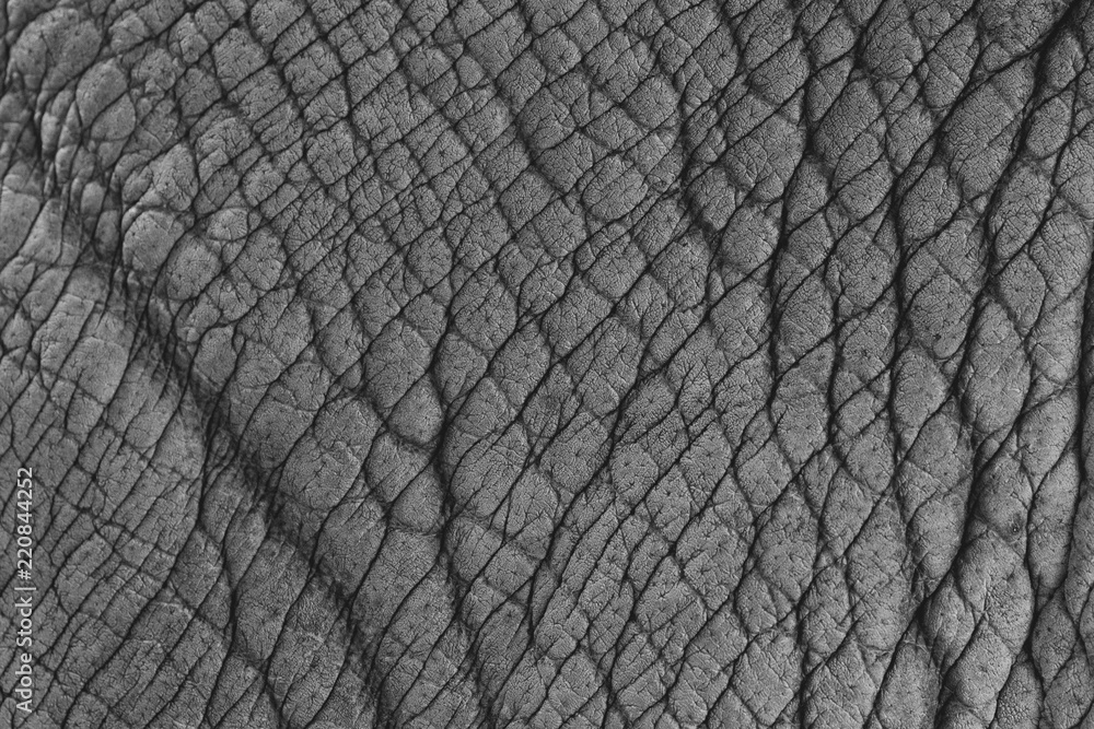 Elephant skin texture abstract background. Elephant skin texture abstract background.