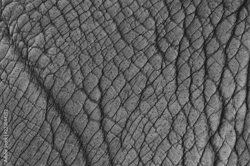Elephant skin texture abstract background.