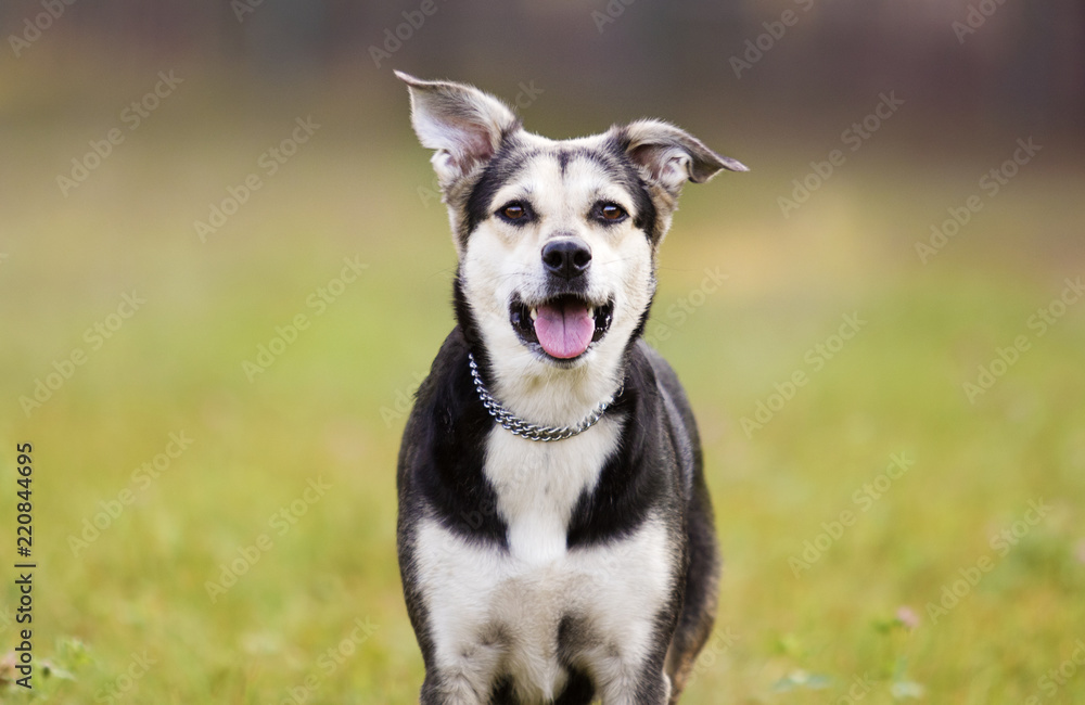 Dog running on the grass