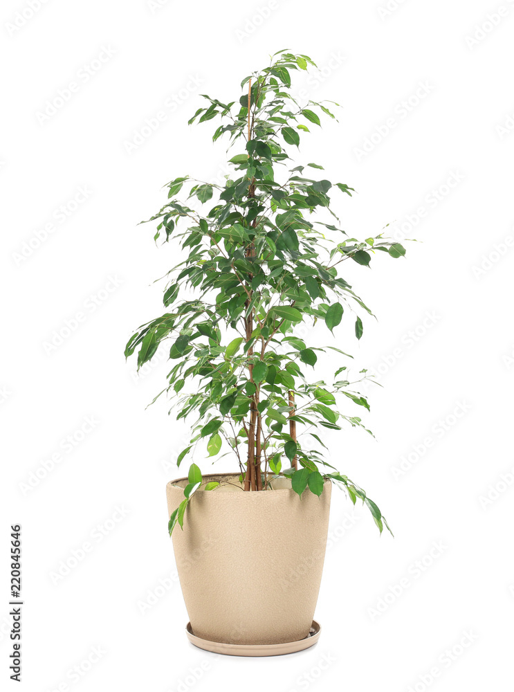 Beautiful ficus in pot on white background