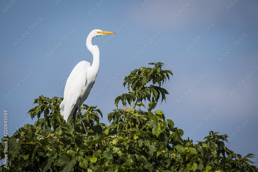 Great Egret perched in an island tree of the St-Lawrence River Great Egret perched in an island tree of the St-Lawrence River