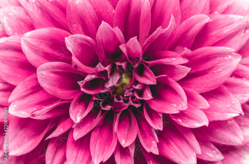 Pinke Balldahlie  Asteraceae  bl  ht an sonnigem Morgen.