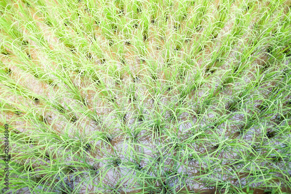 Top view of rice field. Country of Thailand Top view of rice field. Country of Thailand