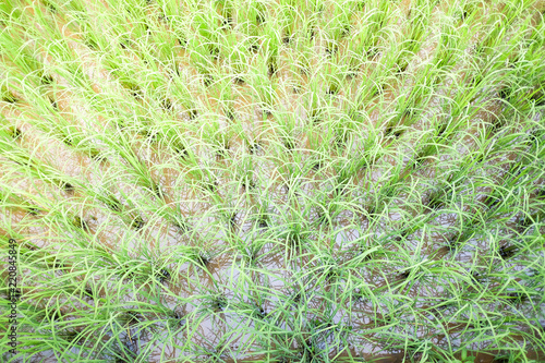 Top view of rice field. Country of Thailand