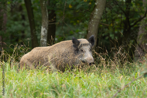 Sanglier marche dans une forêt