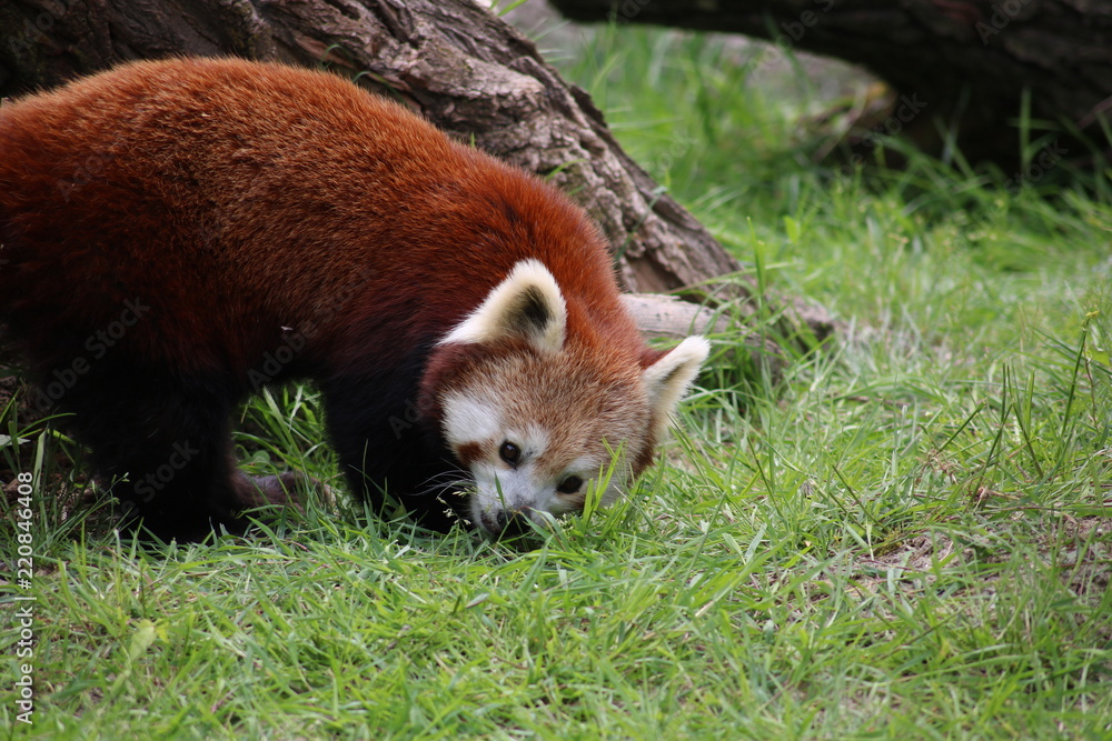 Fototapeta premium Red Panda #7