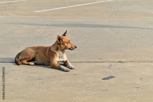 alone homeless dog lay down in car parking in city